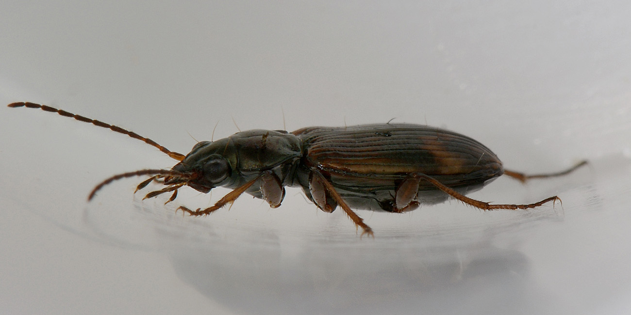 Bembidion varium o dentellum  - Carabidae